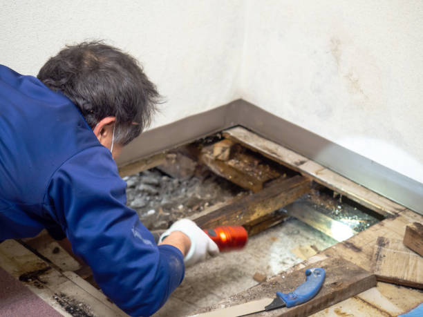Best Mold Removal Near Me  in Pine Bluffs, WY
