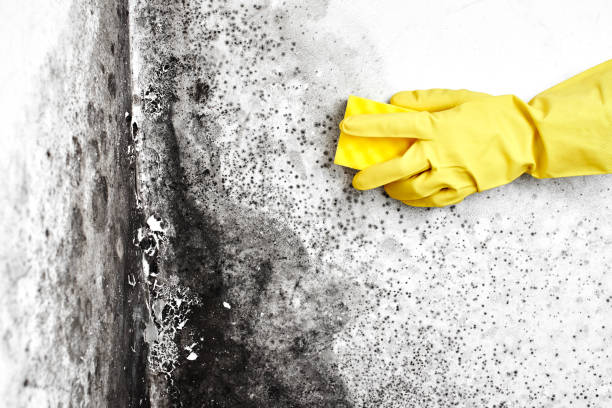Best Mold Cleaning Services  in Pine Bluffs, WY