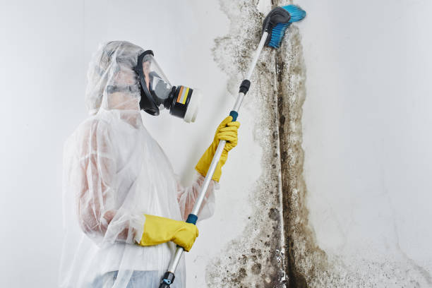 Best Toxic Mold Removal  in Pine Bluffs, WY