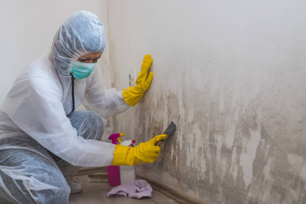 Best Emergency Mold Removal  in Pine Bluffs, WY