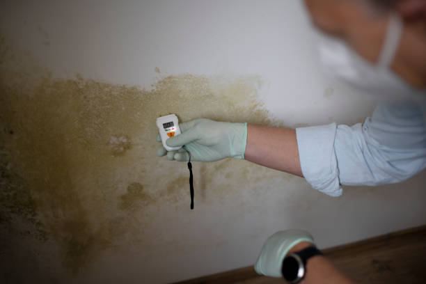 Best Same-Day Mold Removal  in Pine Bluffs, WY