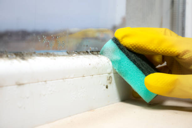 Attic Mold Removal in Pine Bluffs, WY