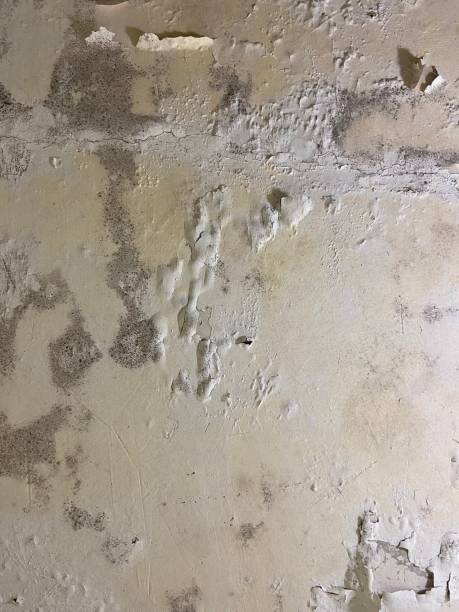 Home Mold Removal in Pine Bluffs, WY