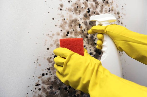 Best Black Mold Removal  in Pine Bluffs, WY