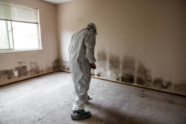 Best Mold Removal Company Near Me  in Pine Bluffs, WY
