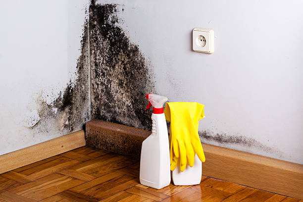 Best Mold Removal and Inspection  in Pine Bluffs, WY