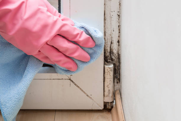 Best Affordable Mold Removal  in Pine Bluffs, WY